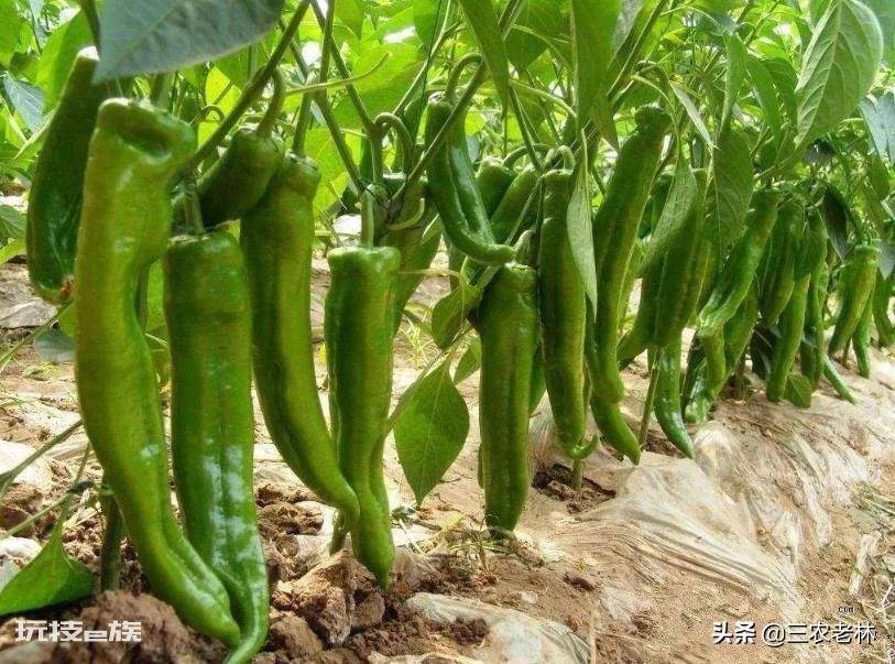 辣椒苗移栽多久可以施肥(种植辣椒苗施肥方法及注意事项)-图片4